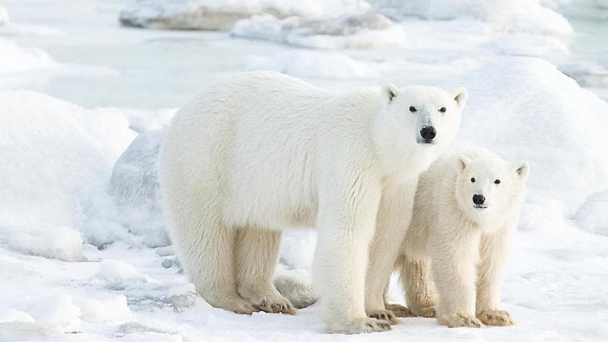 2021/11/Bears-1.jpg