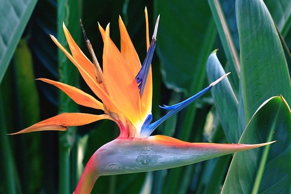 2022/01/hero-birdofparadise-720x480-1.jpg