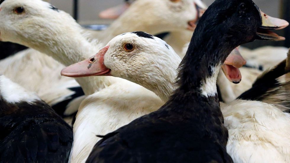 2022/01/skynews-ducks-bird-flu_5570620.jpg
