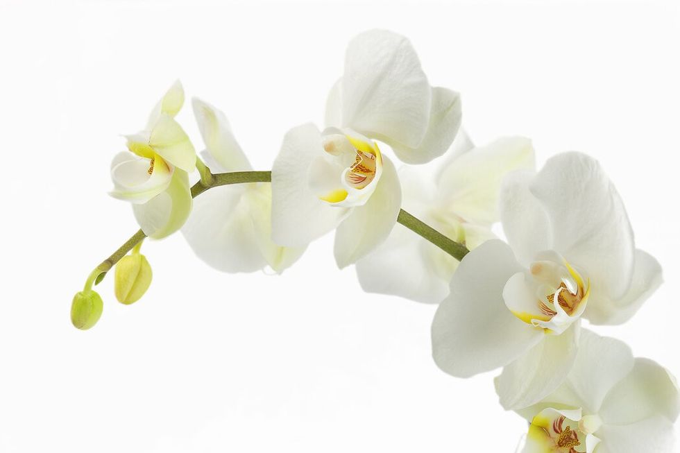 2022/01/soft-white-orchid-stem.jpg