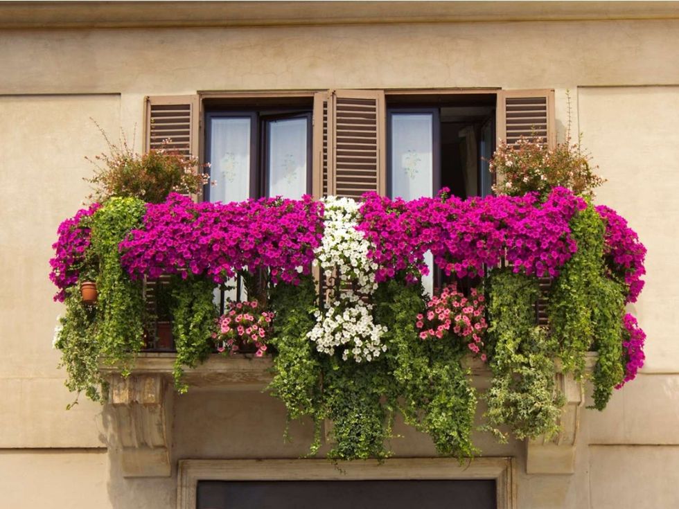 2022/03/balcony-flowers.jpg