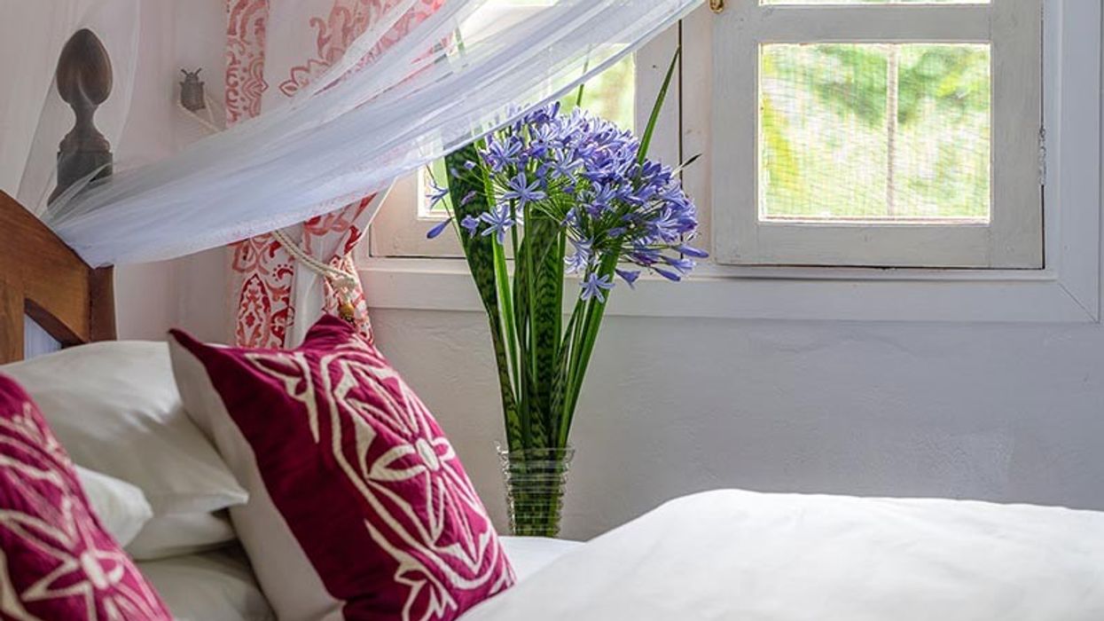 2022/04/Cut-Agapanthus-Flowers-in-a-Bedroom.jpg
