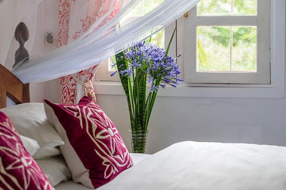 2022/04/Cut-Agapanthus-Flowers-in-a-Bedroom.jpg