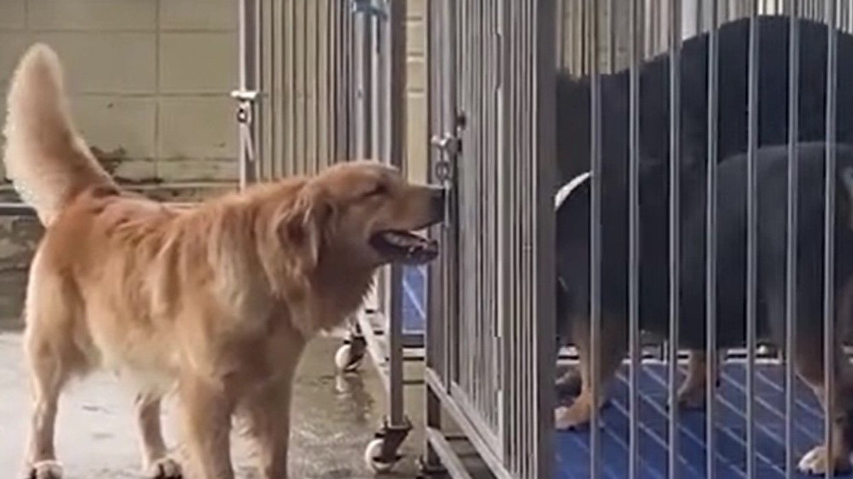 2022/04/Dogs-1.jpg