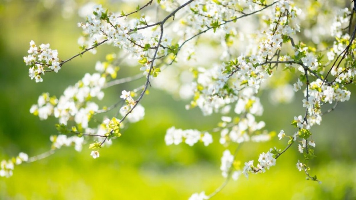 2022/05/spring_2.jpg
