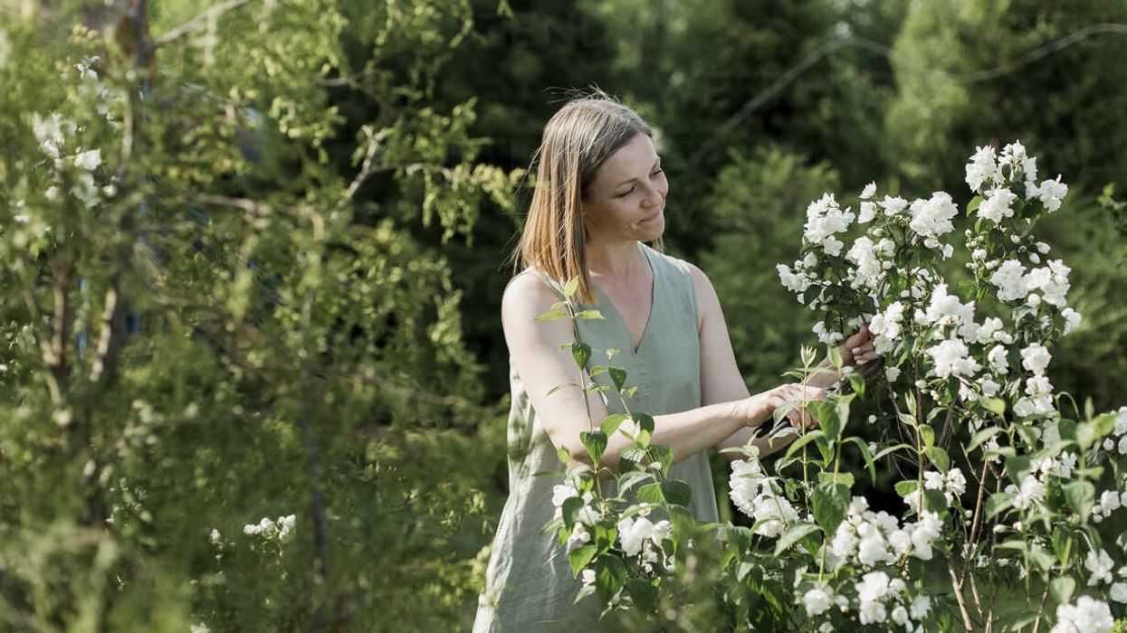 2022/06/smiling-woman-cutting-jasmine-flowers-in-garden-LLUF00005.jpg