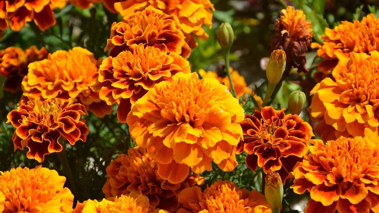 2022/07/orange-flowers-2471898_960_720.jpg