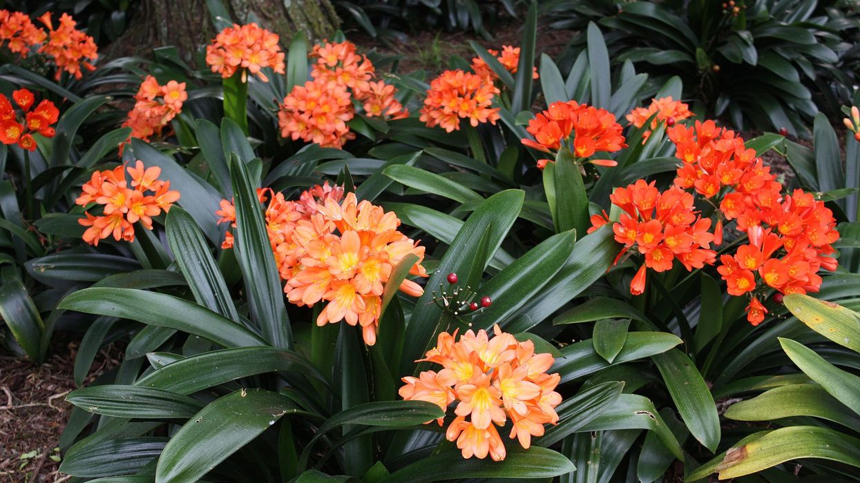 2022/08/Clivia-miniata-3.jpg