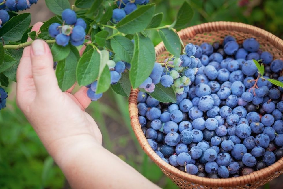2022/08/how-to-grow-blueberries-1619681904-1620638524_src.jpg