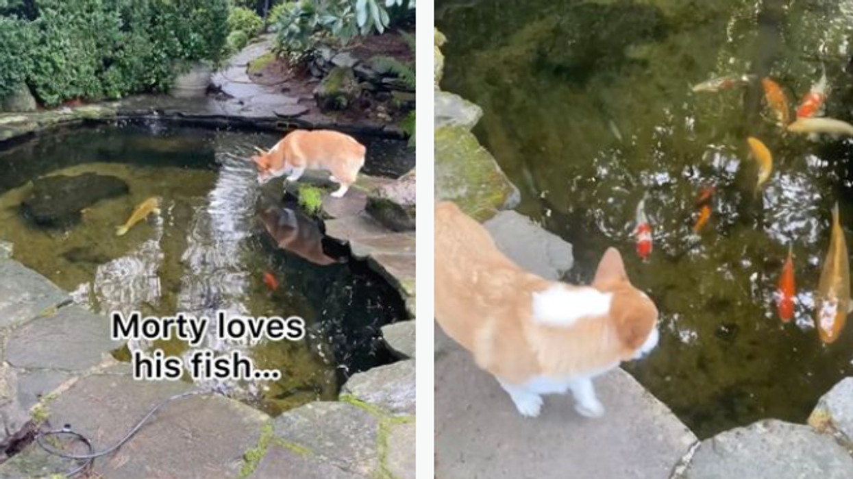 2022/10/Corgi-Fish.png