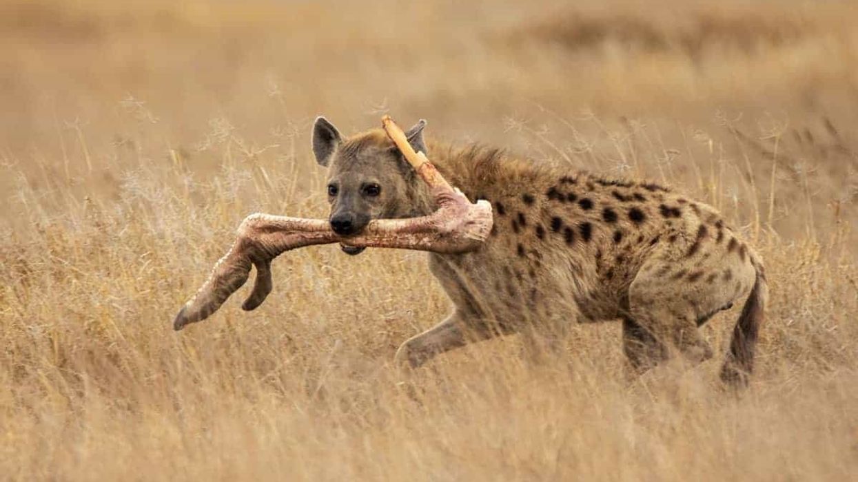 2022/11/facts-about-spotted-hyenas.jpg