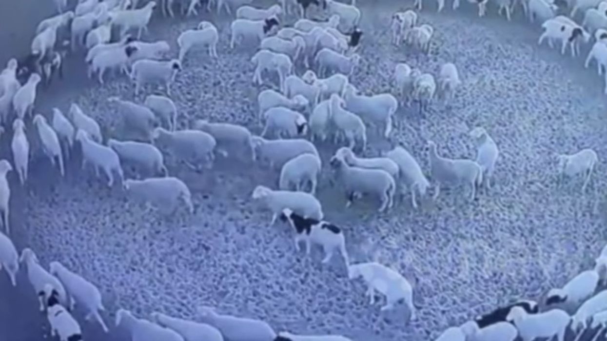 2022/11/Sheep.jpg