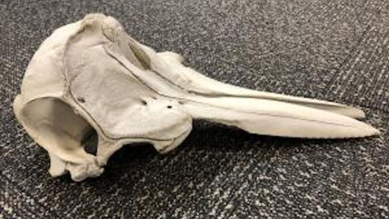 2023/02/CBP-agents-discover-dolphin-skull-in-bag-at-Detroit-Metropolitan-Airport.jpg