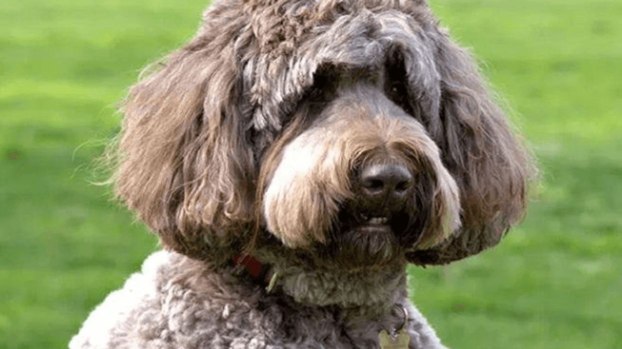2023/02/dog.png