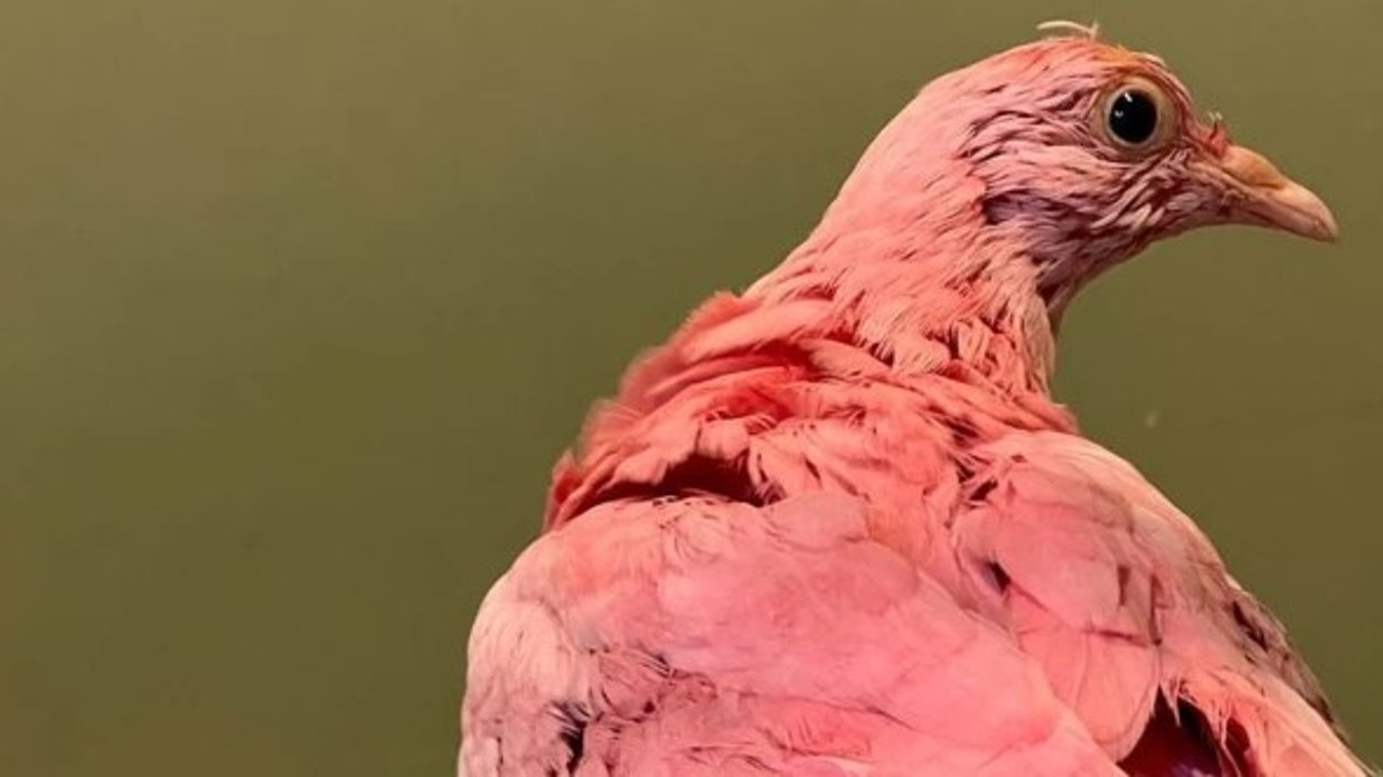2023/02/Pigeon.jpg