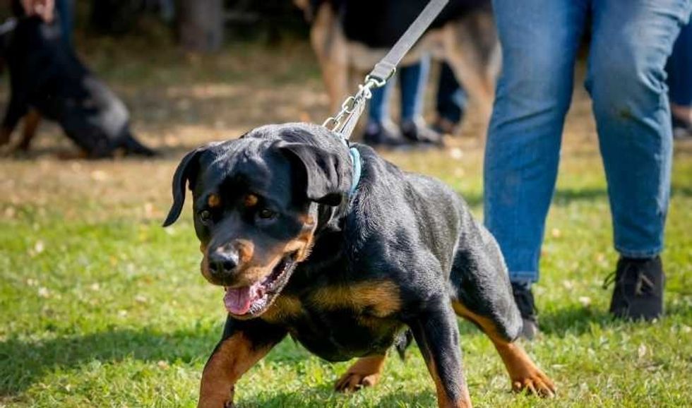 2023/03/Are-Rottweilers-Stubborn.jpg
