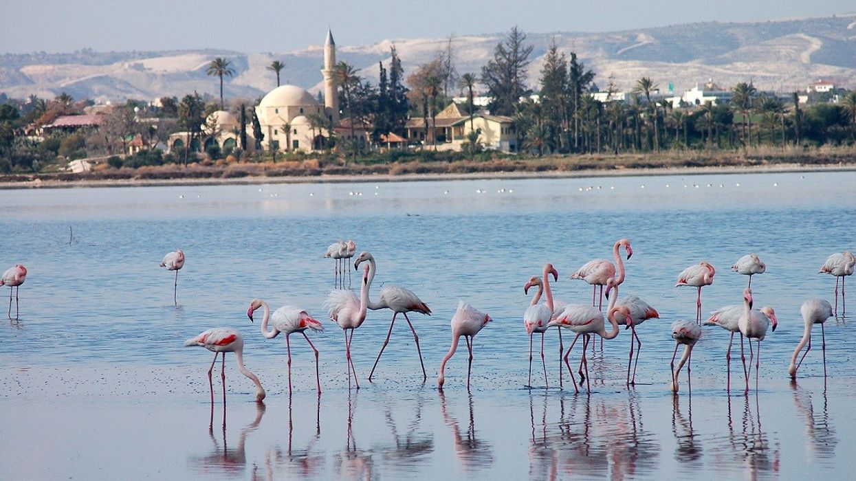 2023/03/Flamingos-in-front-of-Hala-Sultan-Tekke-Larnaka-Salt-Lakes-Lefteris-Sozou.jpg
