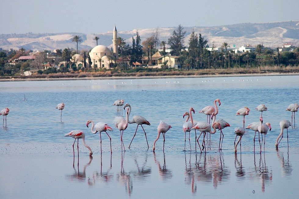 2023/03/Flamingos-in-front-of-Hala-Sultan-Tekke-Larnaka-Salt-Lakes-Lefteris-Sozou.jpg