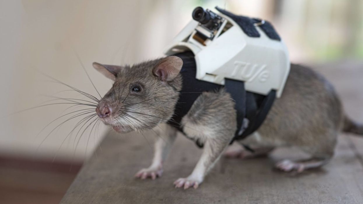 2023/04/221017154341-06-search-and-rescue-rats-apopo.jpg