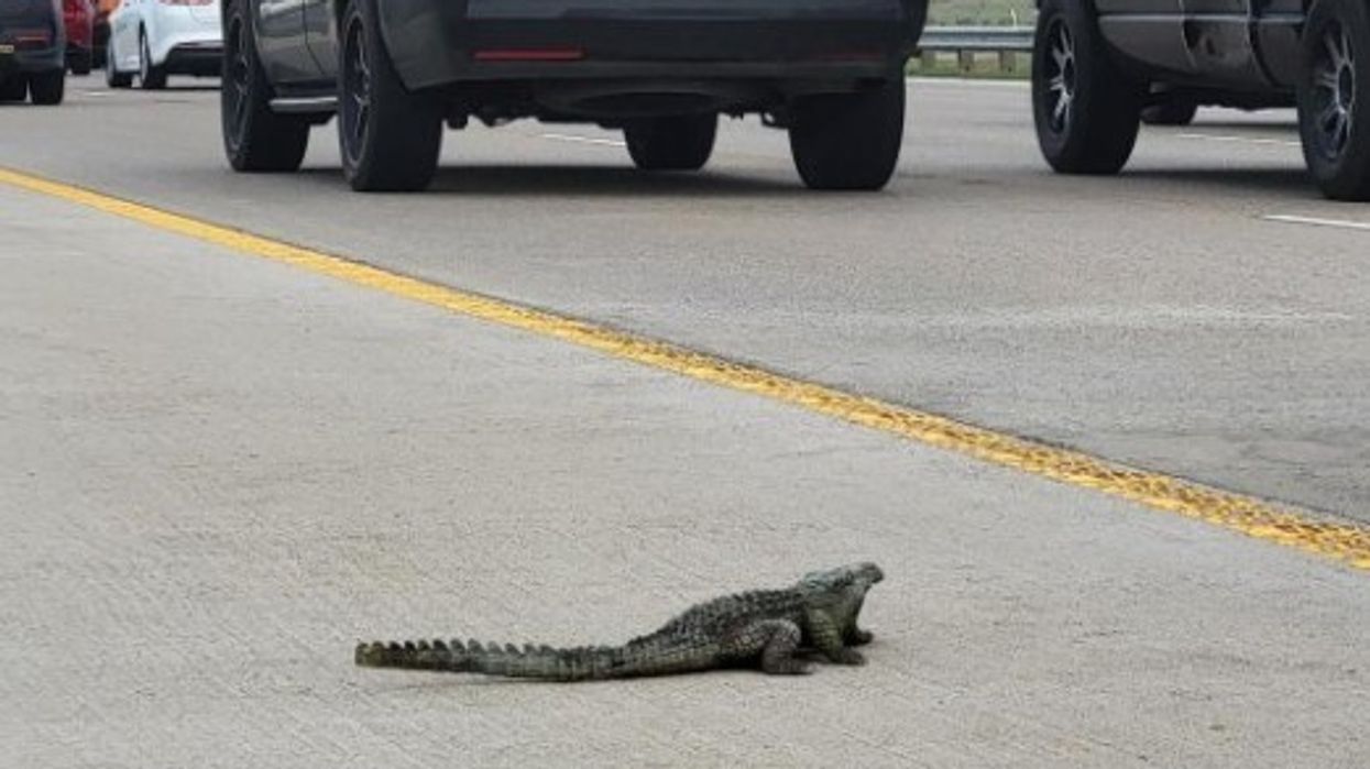 2023/04/Aligator-e1680762001229.jpg