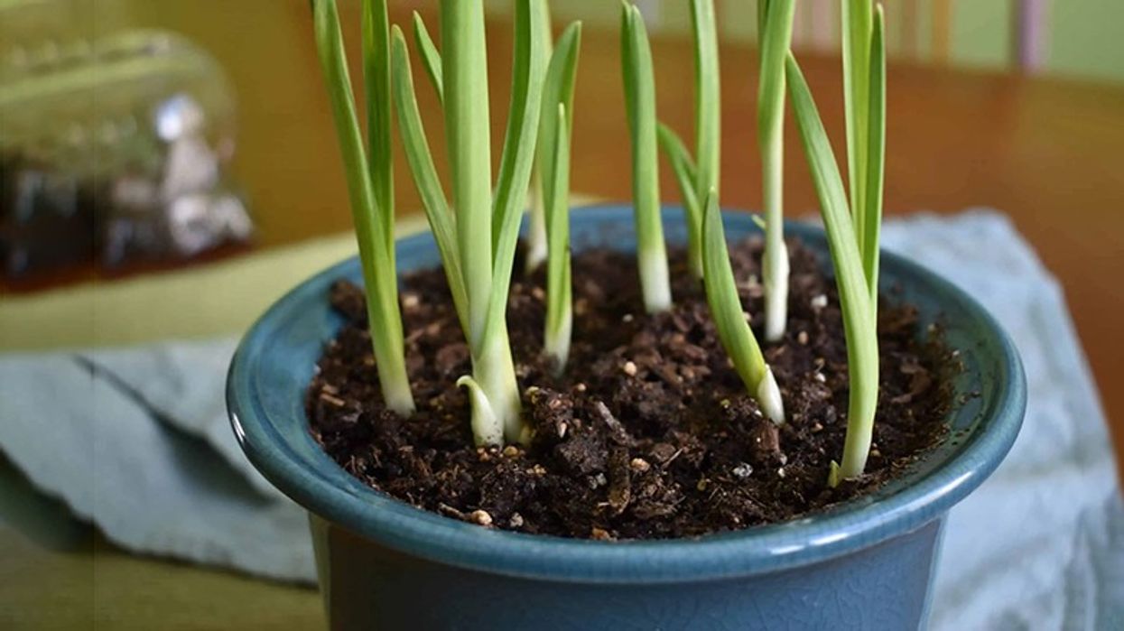 2023/05/grow-garlic-indoors-2-weeks-scaled-1.jpg