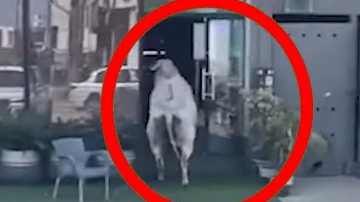 2023/06/Escaped-bull-runs-into-steakhouse-in-Pakistan.jpg