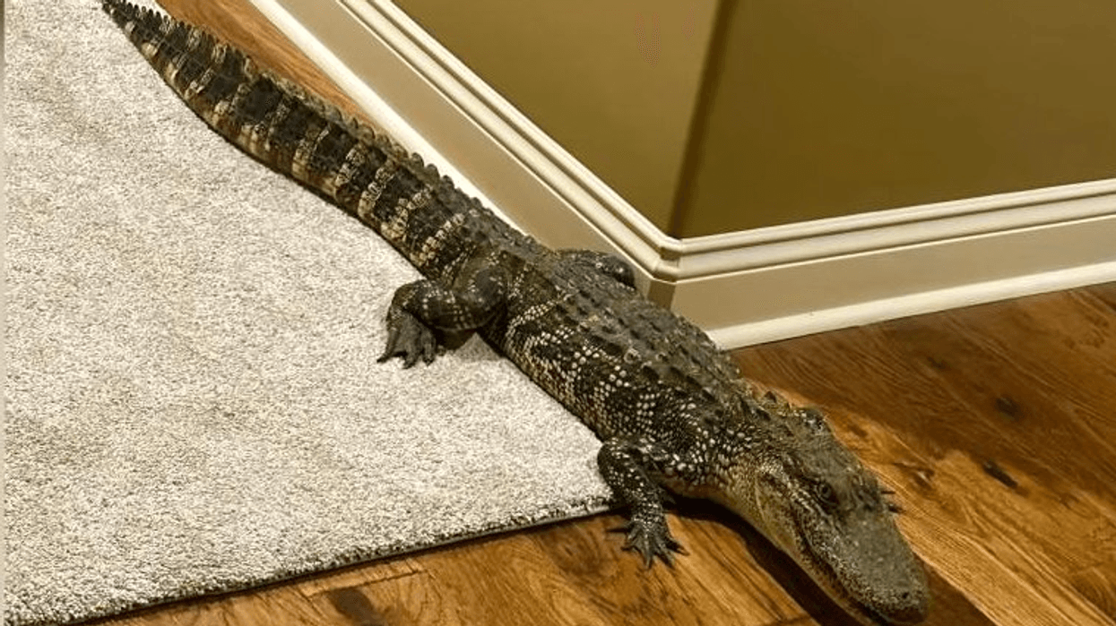 2023/07/Alligator-enters-Louisiana-home.png