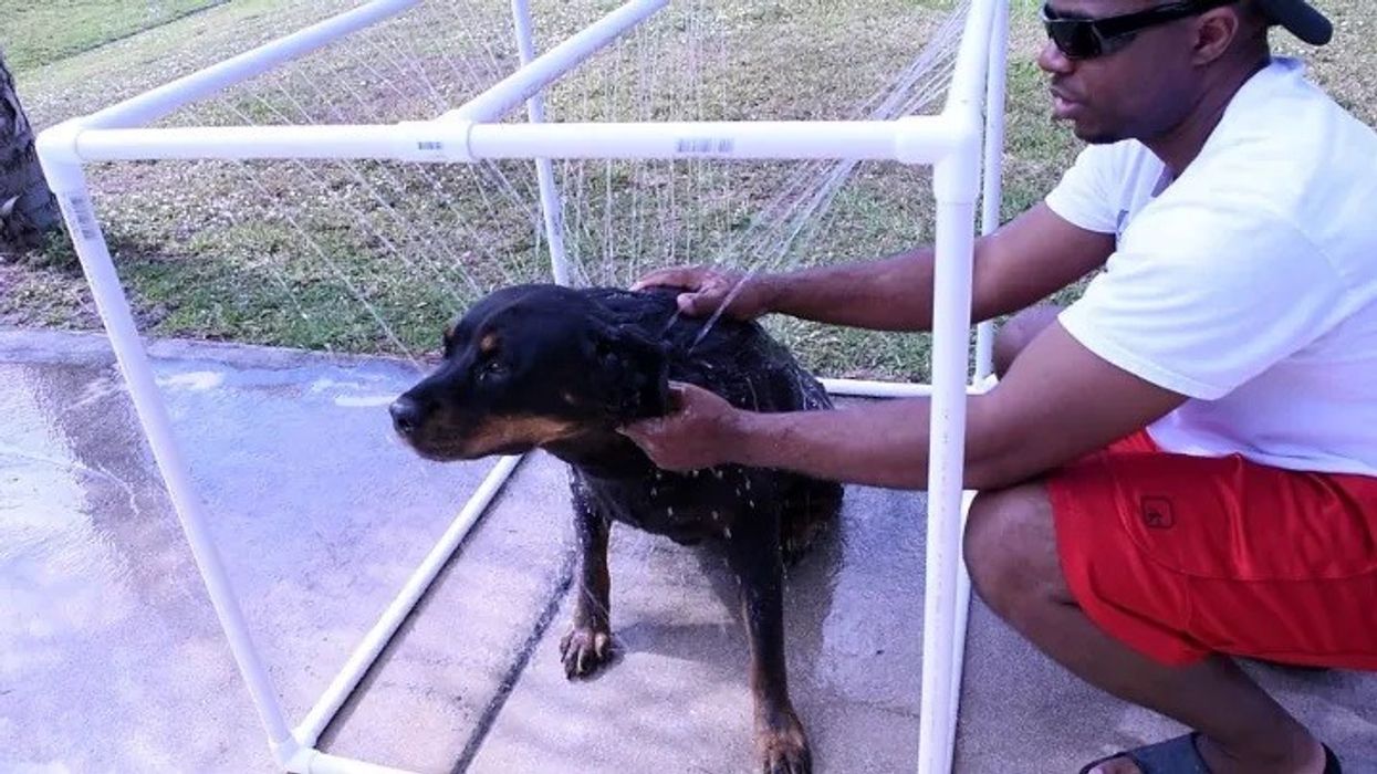 2023/07/easy-diy-pvc-outdoor-dog-shower.jpg