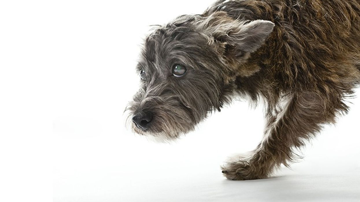 2023/07/small-worried-looking-mixed-breed-dog-184339784-570a97b05f9b581408138de2.jpg