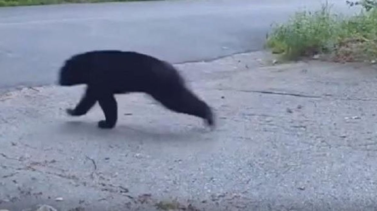 2023/08/New-Hampshire-cat-chases-bear-aw.jpg