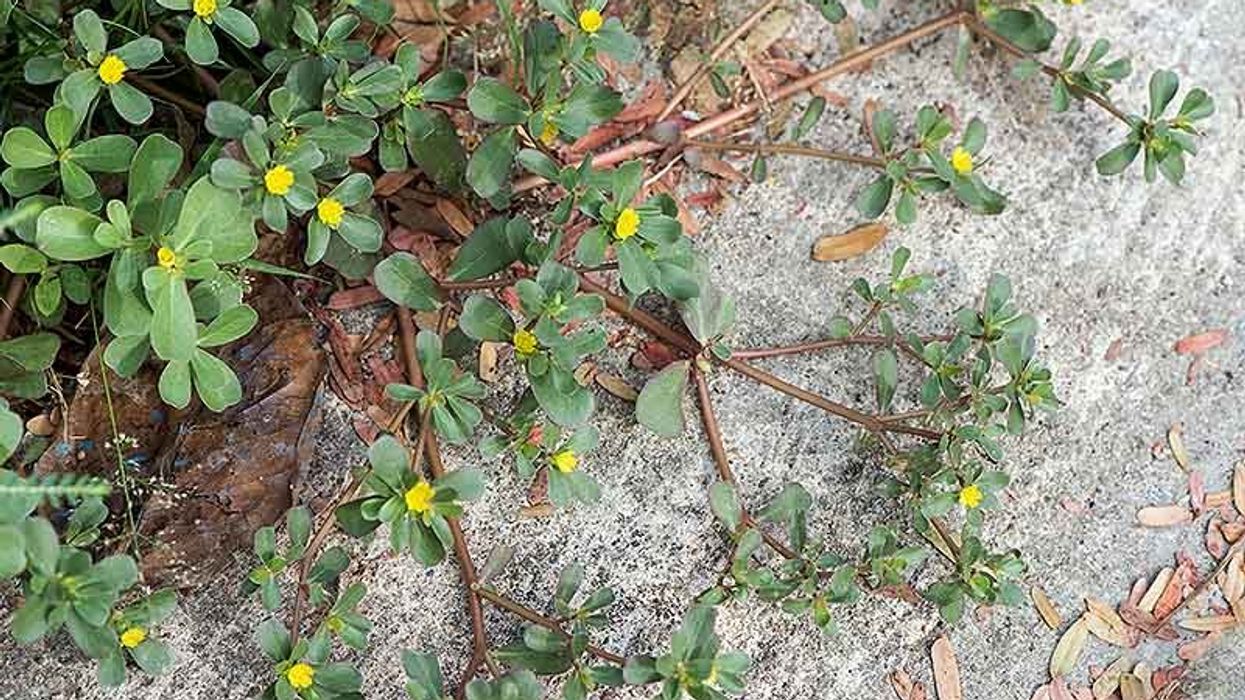 2023/10/Purslane-Growing-by-a-Path.jpg