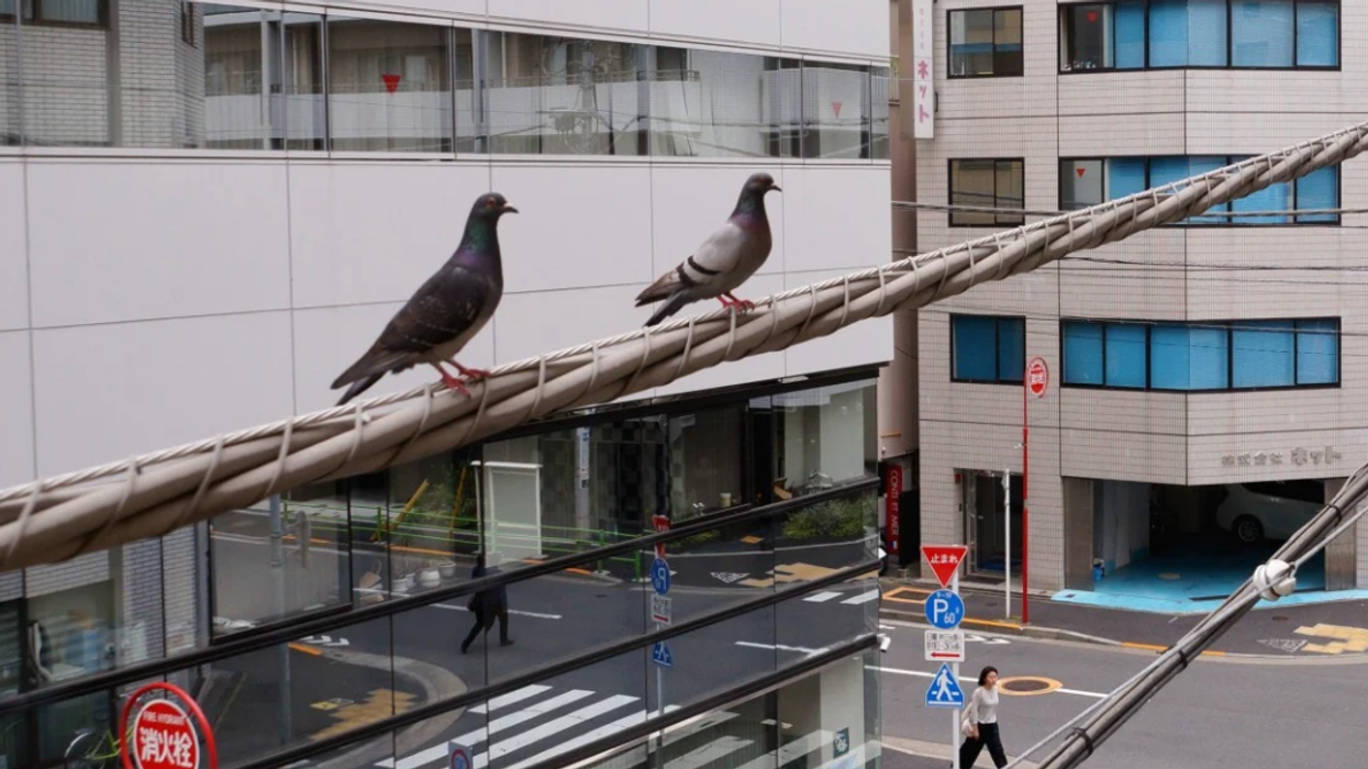 2023/12/pigeons.png