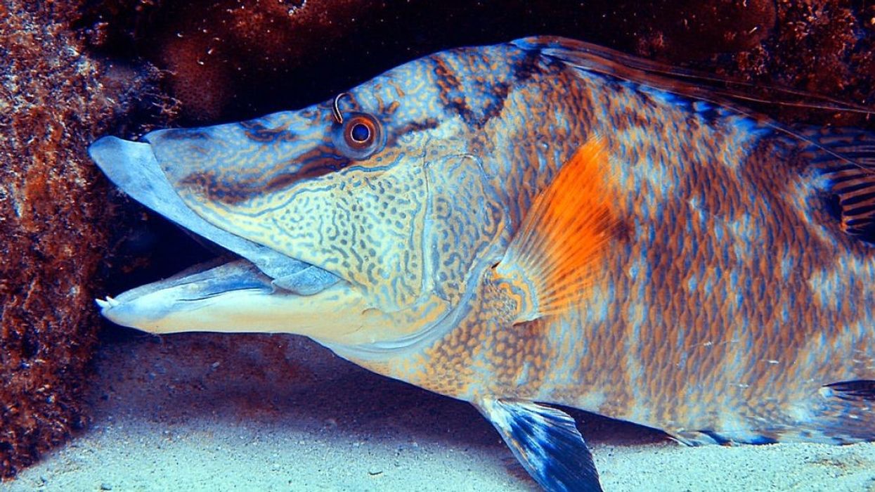 2024/01/Lachnolaimus_maximus_hogfish_at_a_cleaning_station_Grand_Cayman_Island_Caribbean_Sea-1.jpg