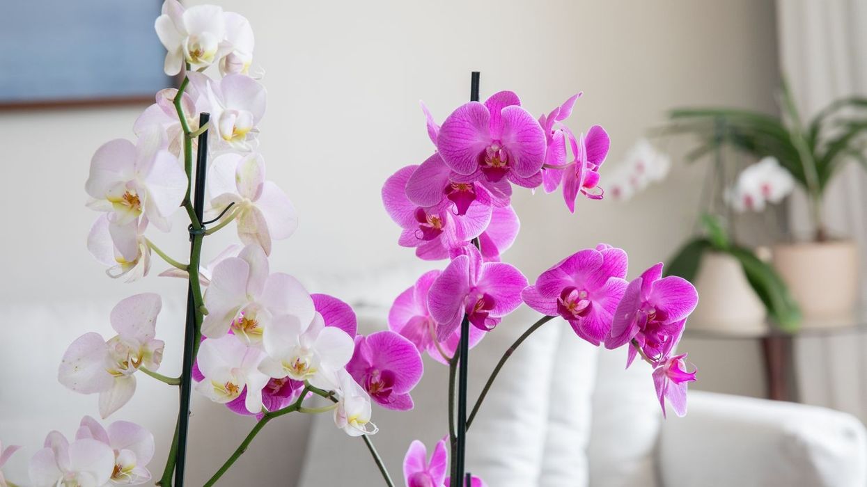 2024/03/orchid-identification-1315976-hero-1b62f0a648c24f798a354bc04d3bca5e.jpg