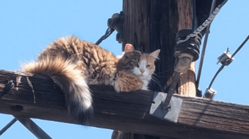 The cat trapped on top of the electric pole in California is rescued - Telegraph