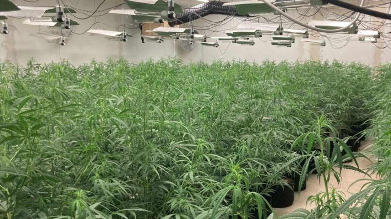 2024/06/Cannabisplantage_29-05-2024.jpg