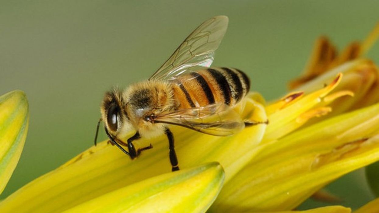 2024/06/European-Honey-Bee.jpg