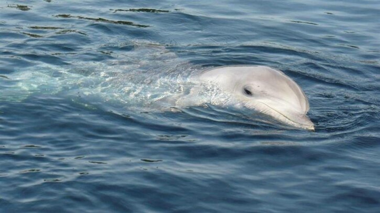 2024/07/delfin-326877-725x408-1.jpeg