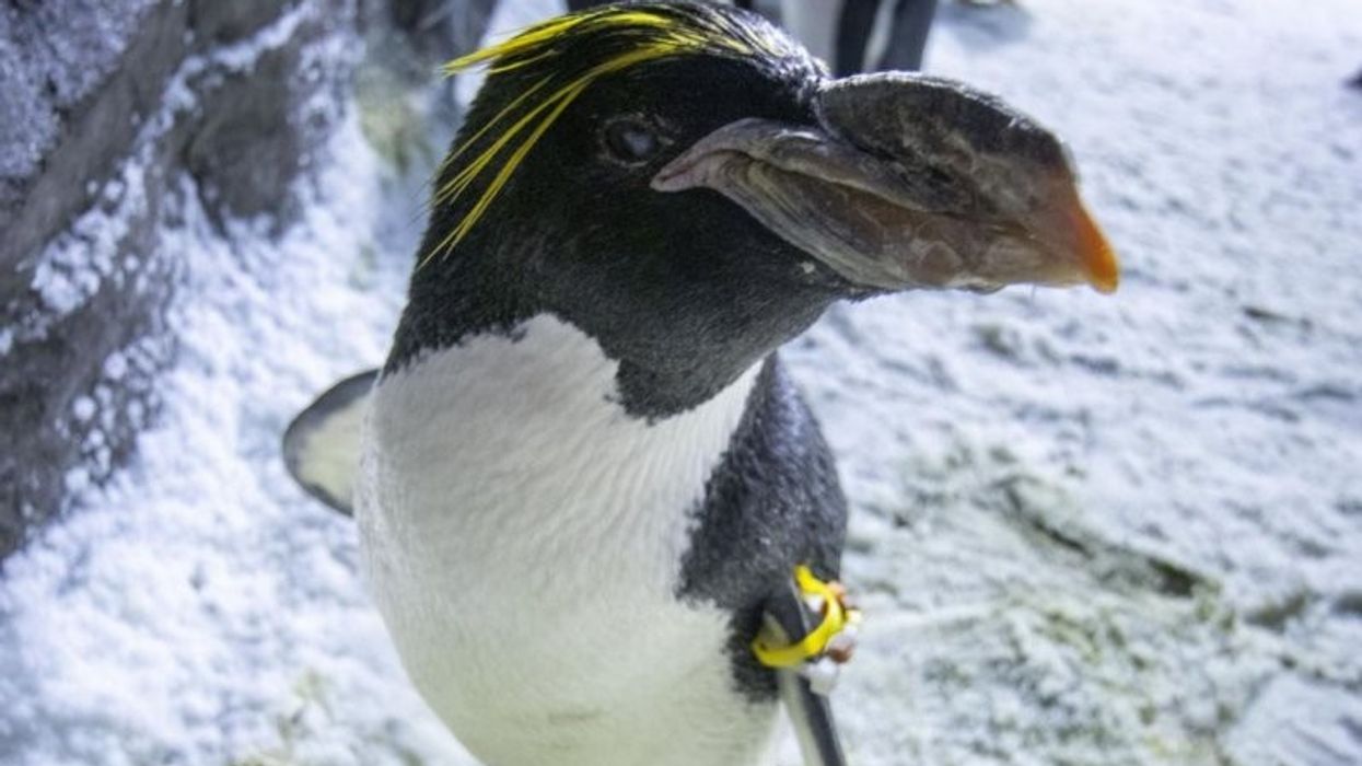 2024/11/North-Americas-oldest-macaroni-penguin-turns-40-e1732611719603.jpg