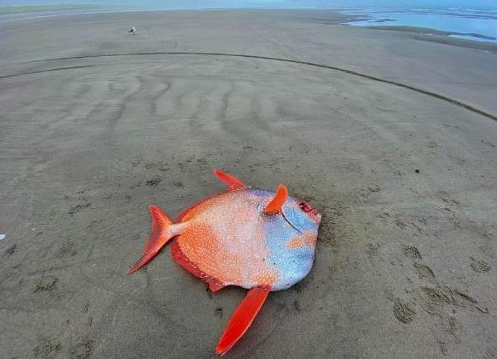 210719171026 03 opah found oregon exlarge 169 e1626794334482