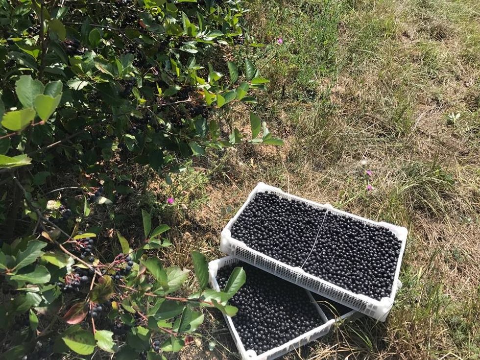 21078615 1574946835859515 7311567310529060242 n