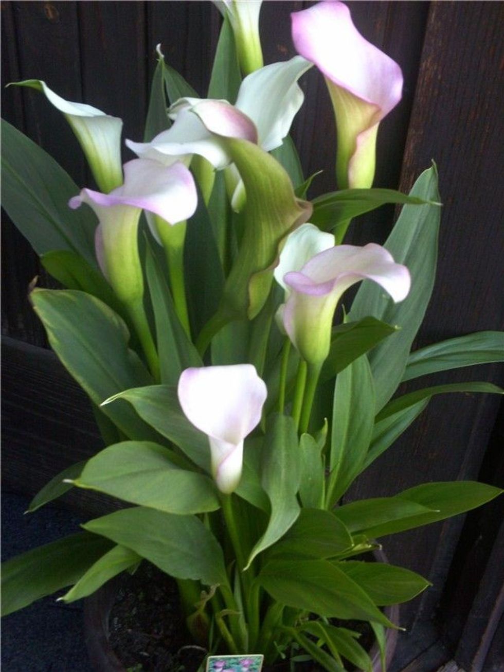 21ff5839756913c566e717da2f375ab5