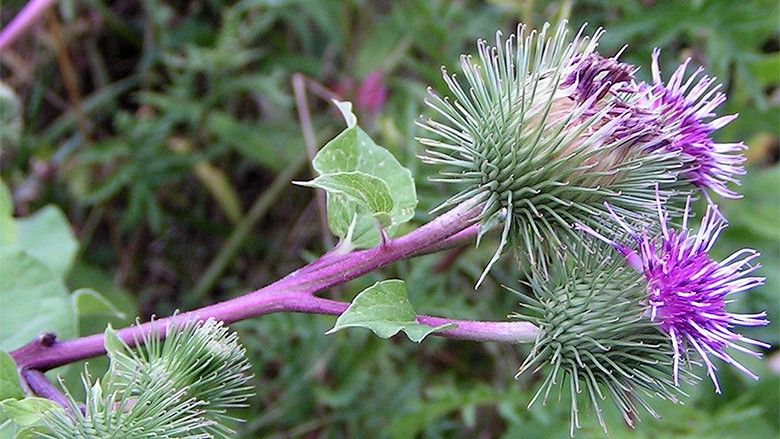 2016/06/Arctium_lappa02.jpg