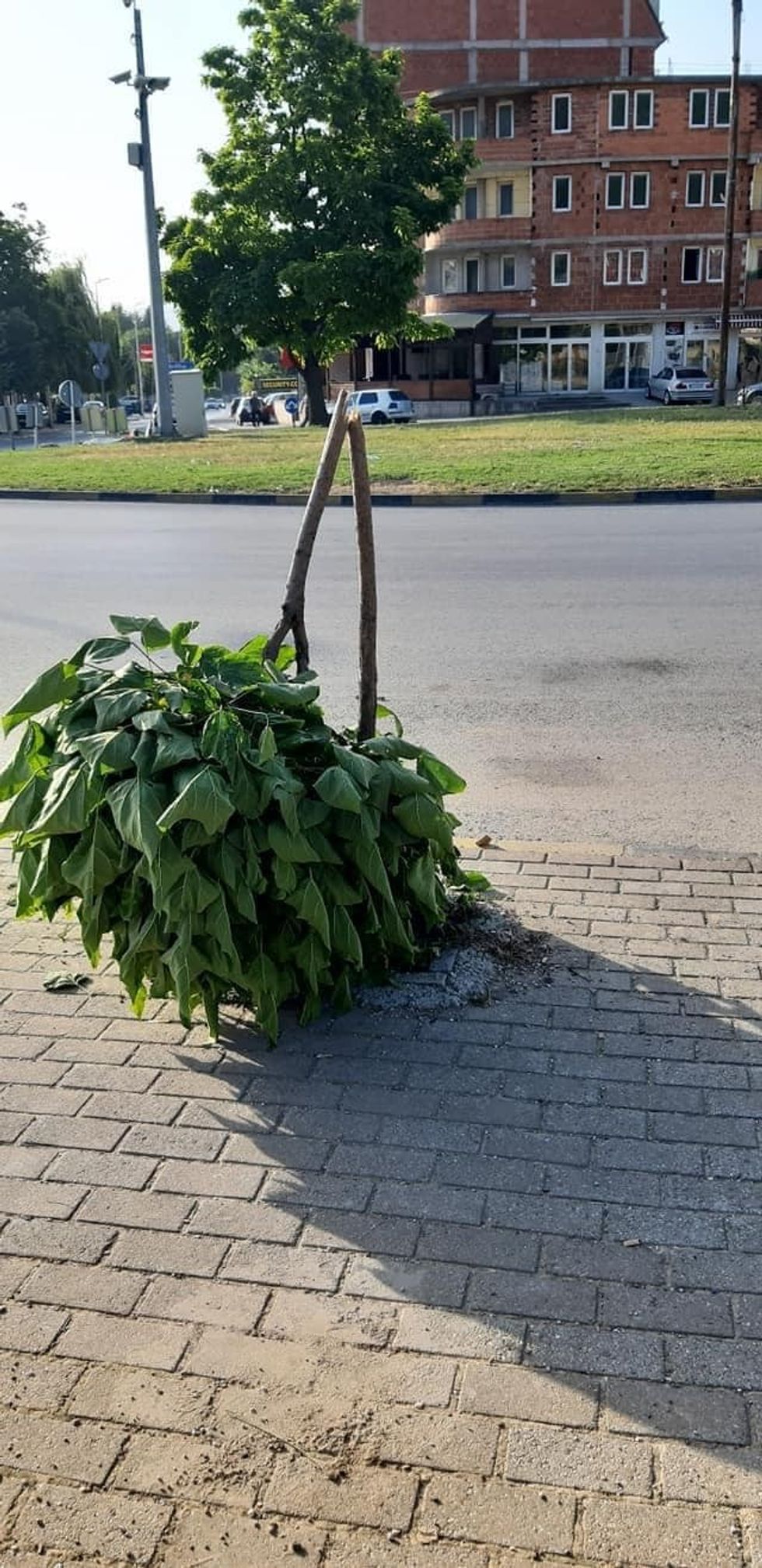 223167079 6246217062085794 4059824224352863307 n