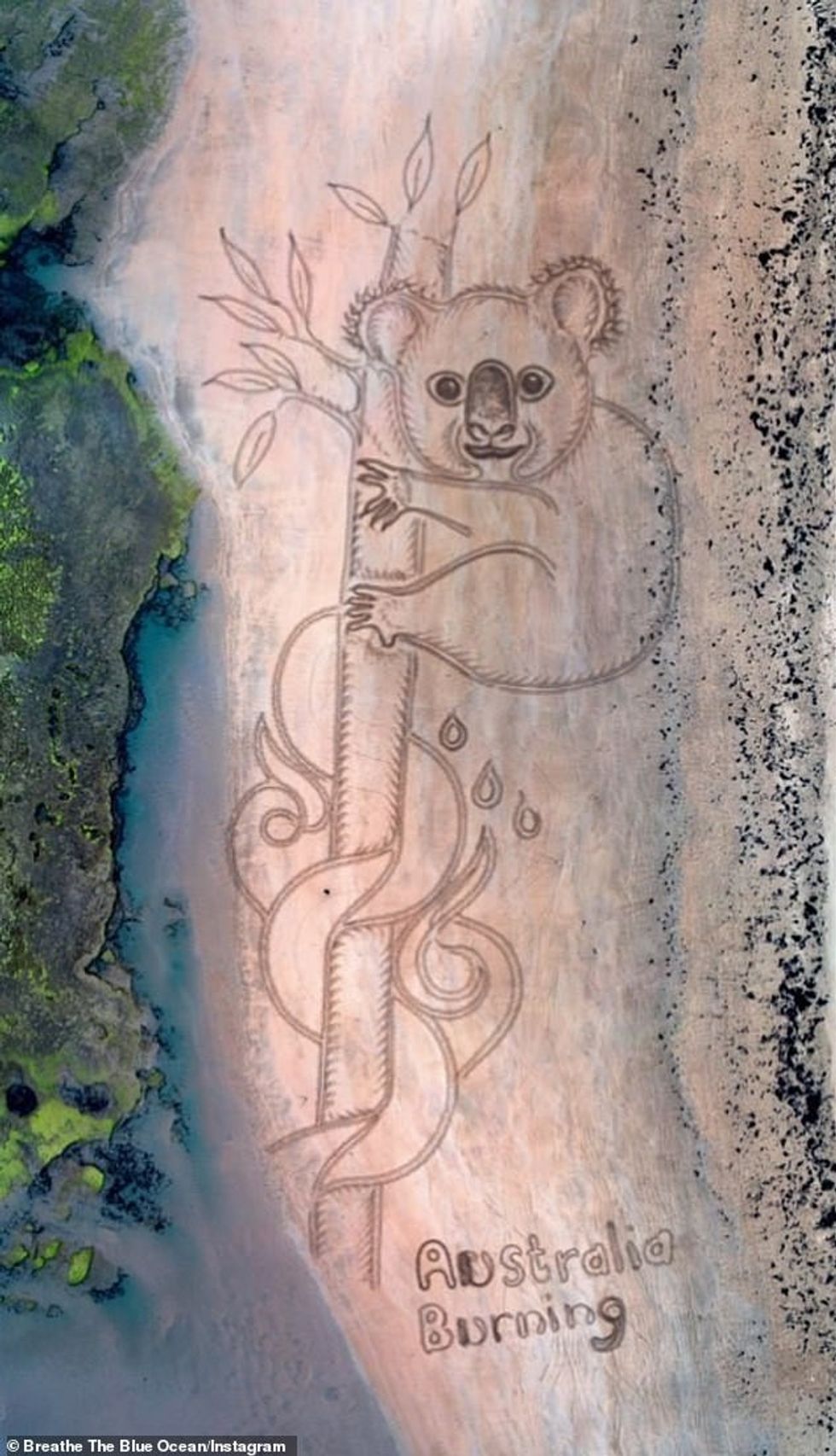 23561138 7901999 The stunning koala sand mural in Geelong Victoria pictured showe m 44 1579357816169