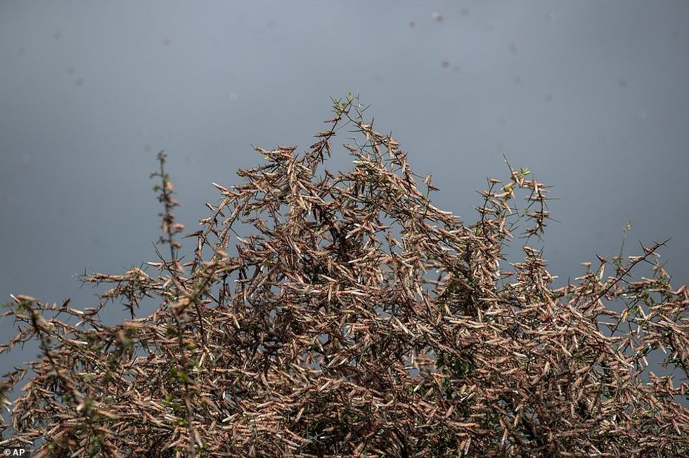 23860774 7952717 Ndunda Makanga who spent hours Friday trying to chase the locust a 110 1580488028976