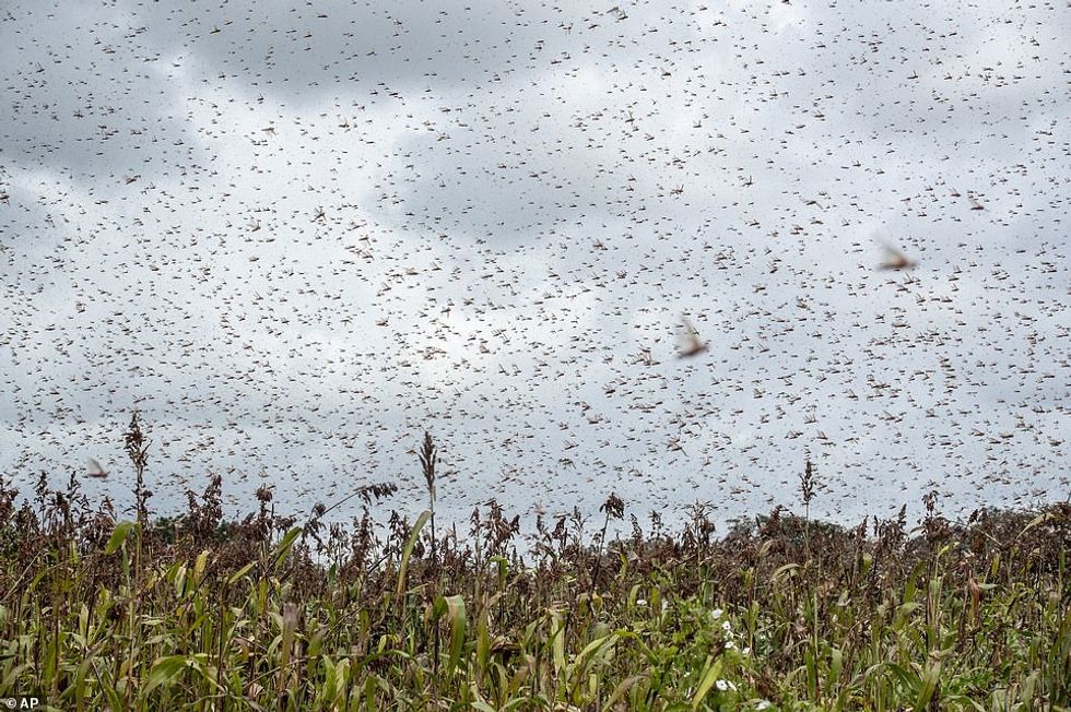 23860786 7952717 When rains arrive in March and bring new vegetation across much a 111 1580488028977