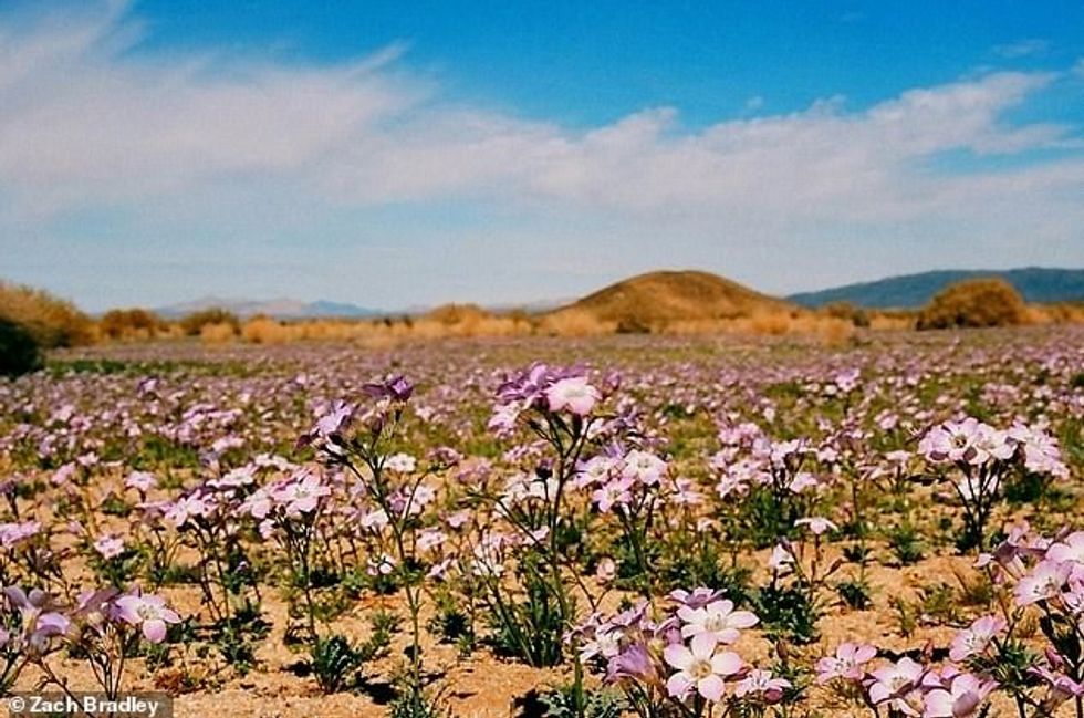 25626966 8083141 Flowers in full bloom in Hinkley California Zach says The desert a 17 1583761942720