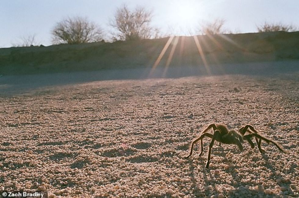 25626974 8083141 Zach captured this close up image of a desert tarantula in the C a 12 1583761942716