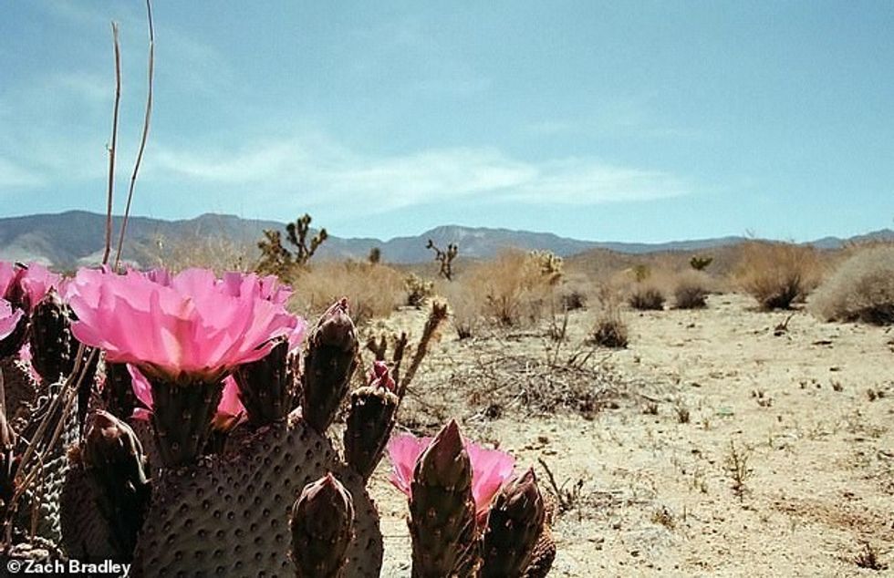 25627002 8083141 Zach captured this stunning shot of a Beavertail Cactus in full a 14 1583761942717